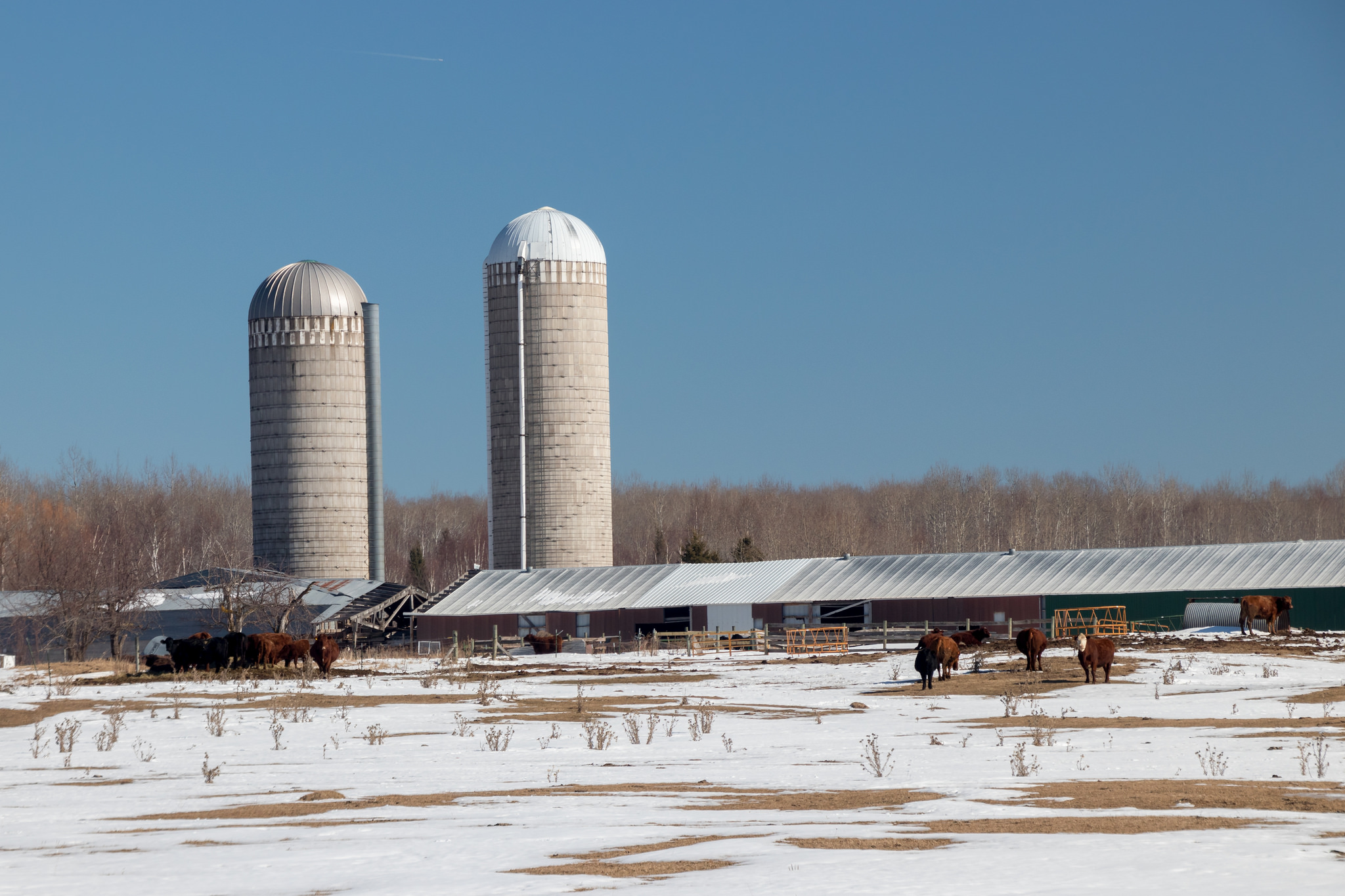 farm, snow, cows