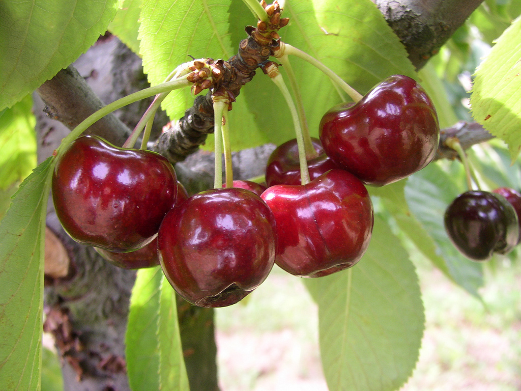 Cherries on tree