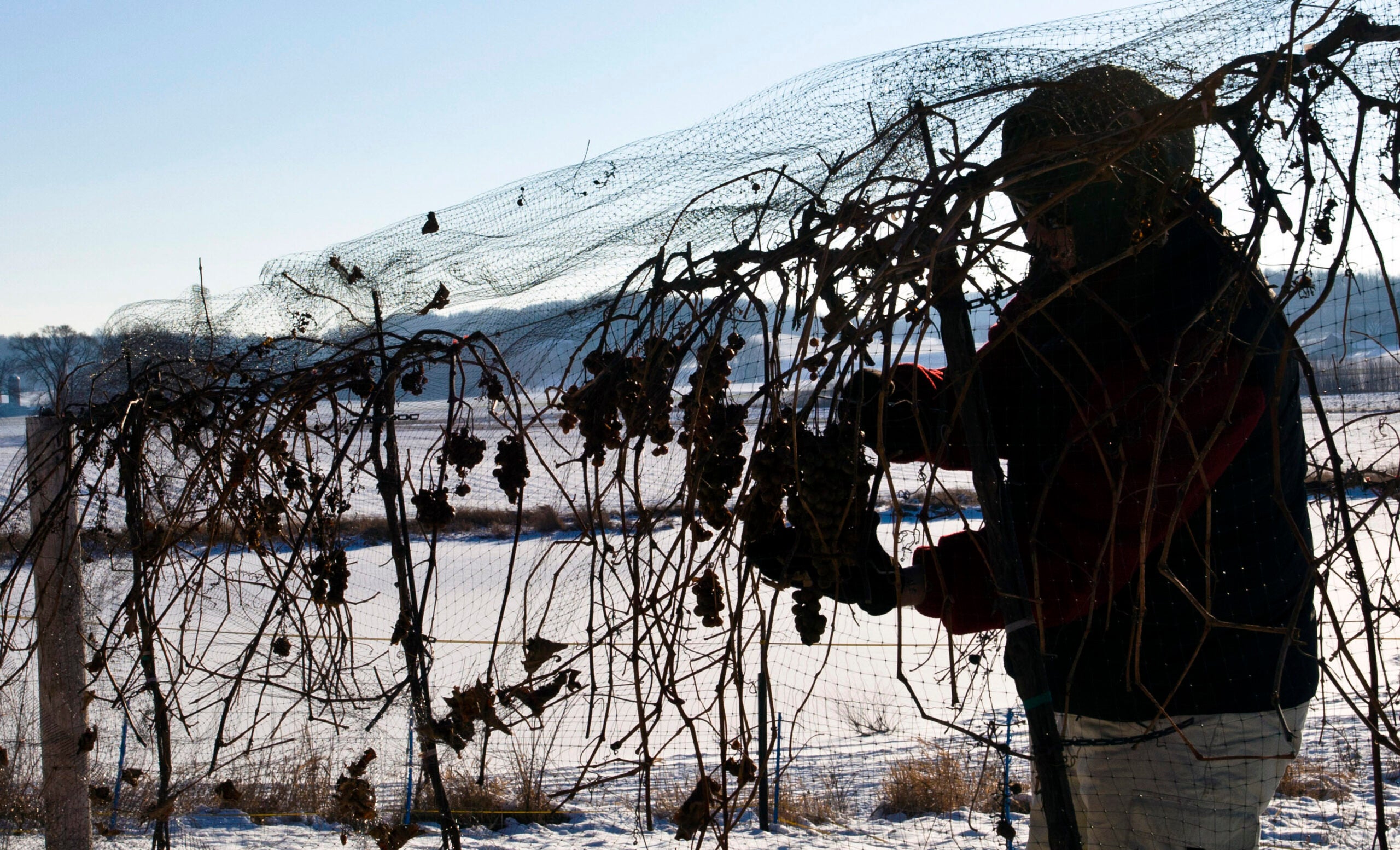 Wollersheim Winery, vineyard, vines