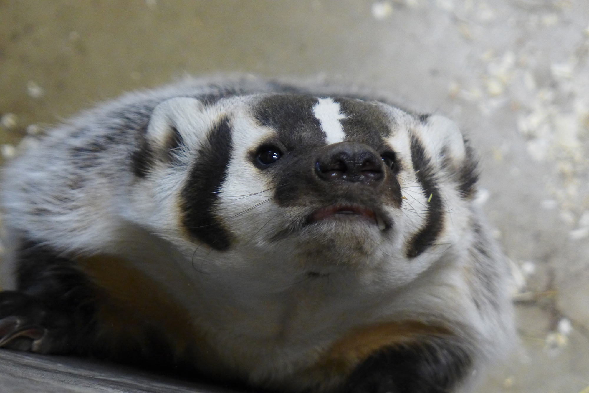 Badger close-up