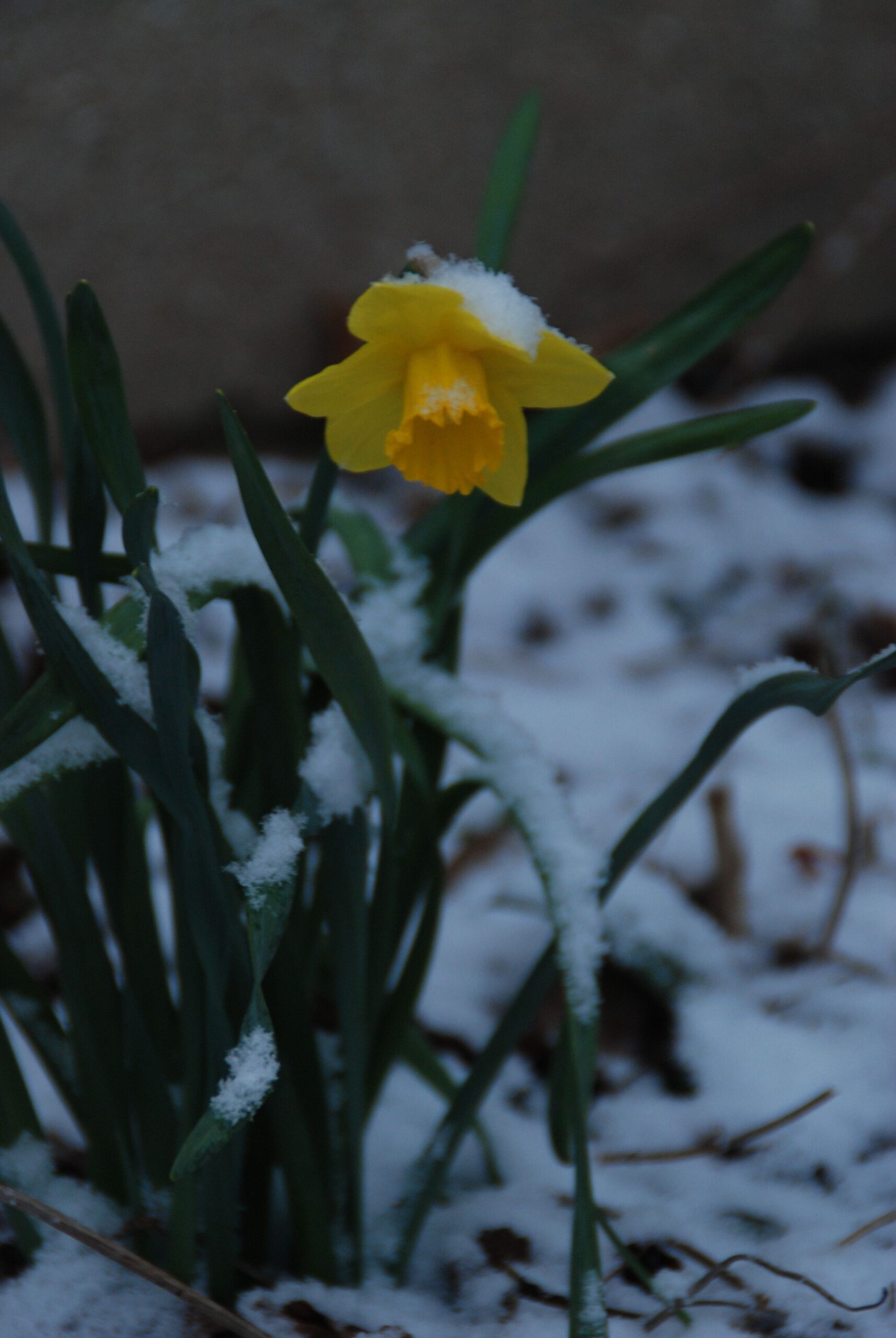 daffodil in snow
