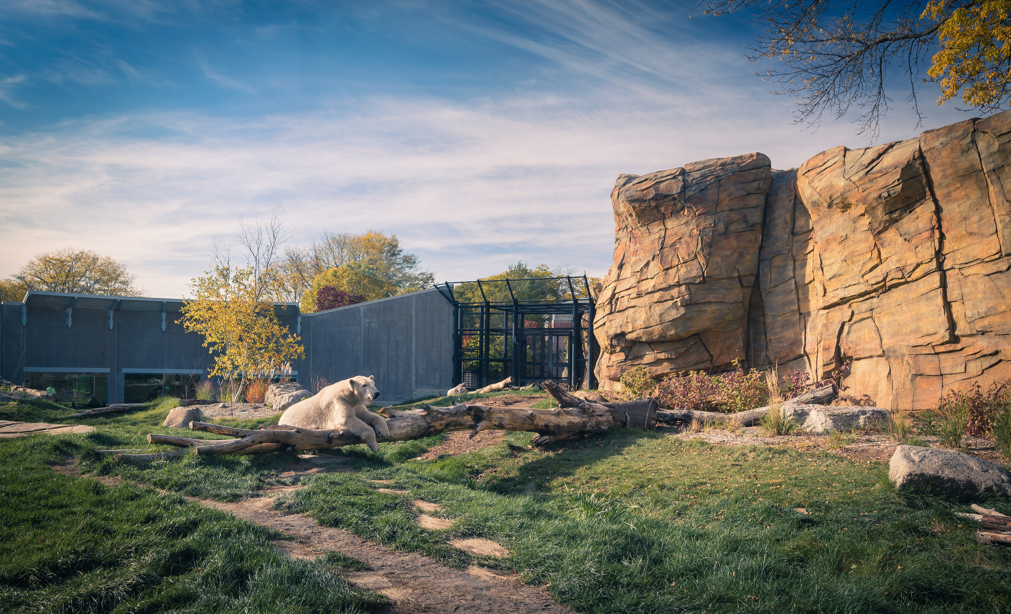 polar bear, 2015, Henry Vilas Zoo, Madison