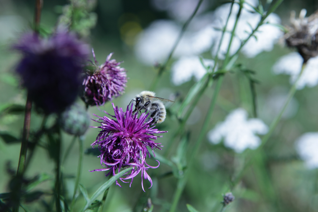 bee on wild flower