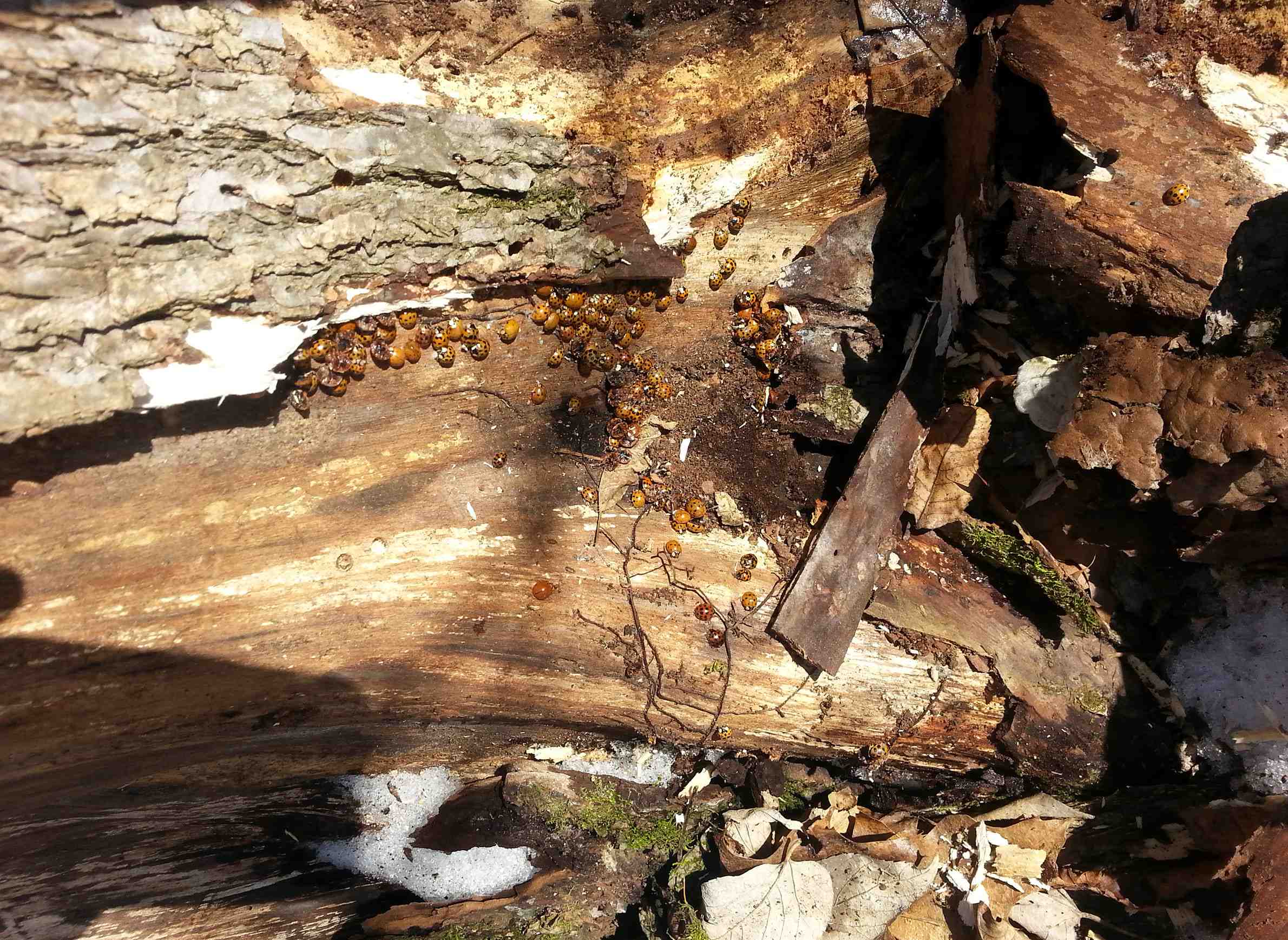 Multicolored Asian lady beetles can find shelter in bark and leaf litter during winter.