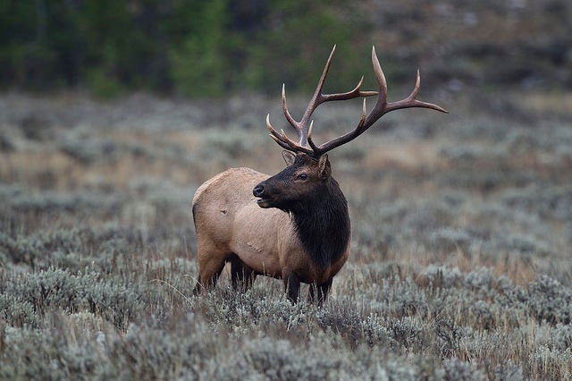 elk