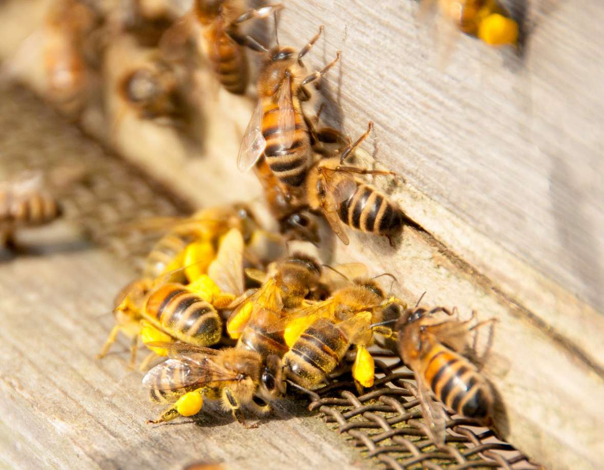 Central Wisconsin beekeepers look to education and preparation as spring nears