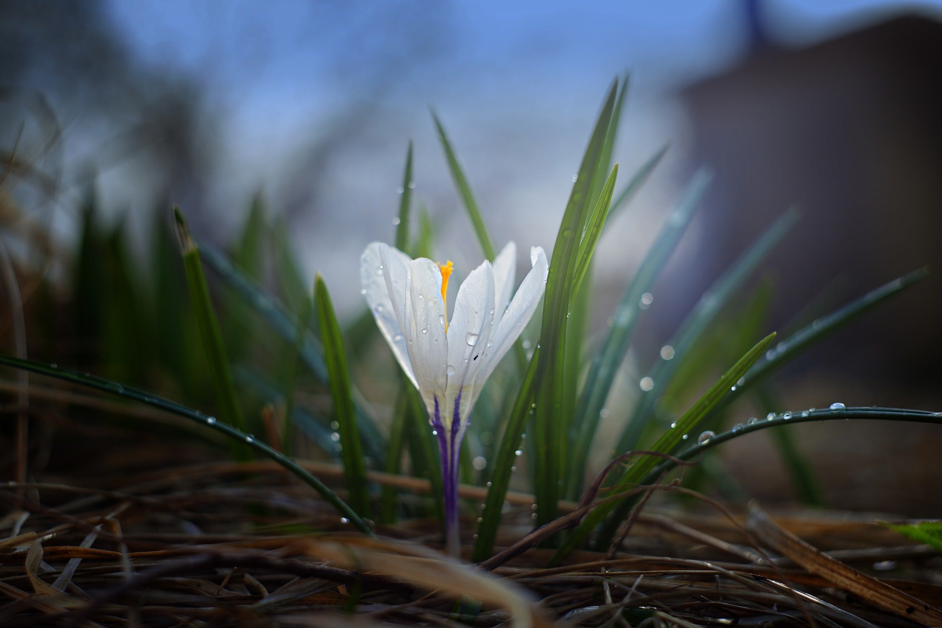crocus in spring