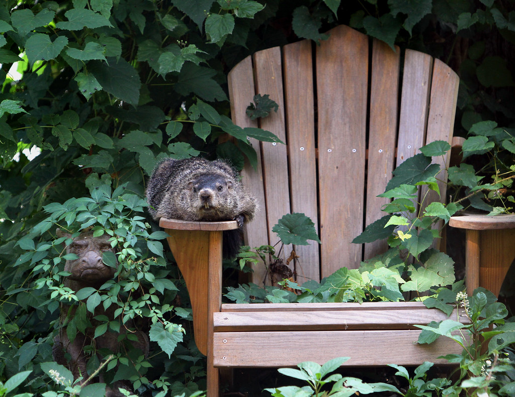 groundhog in yard