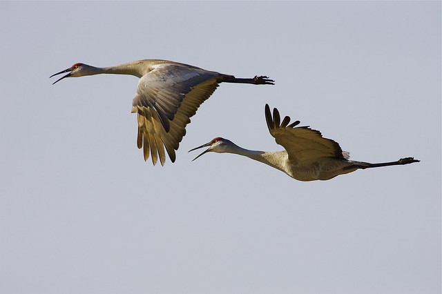 Sandhill crane