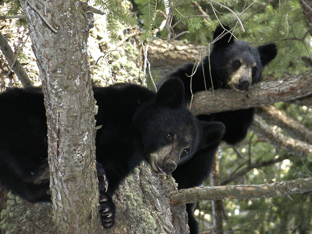 black bear cubs in tree