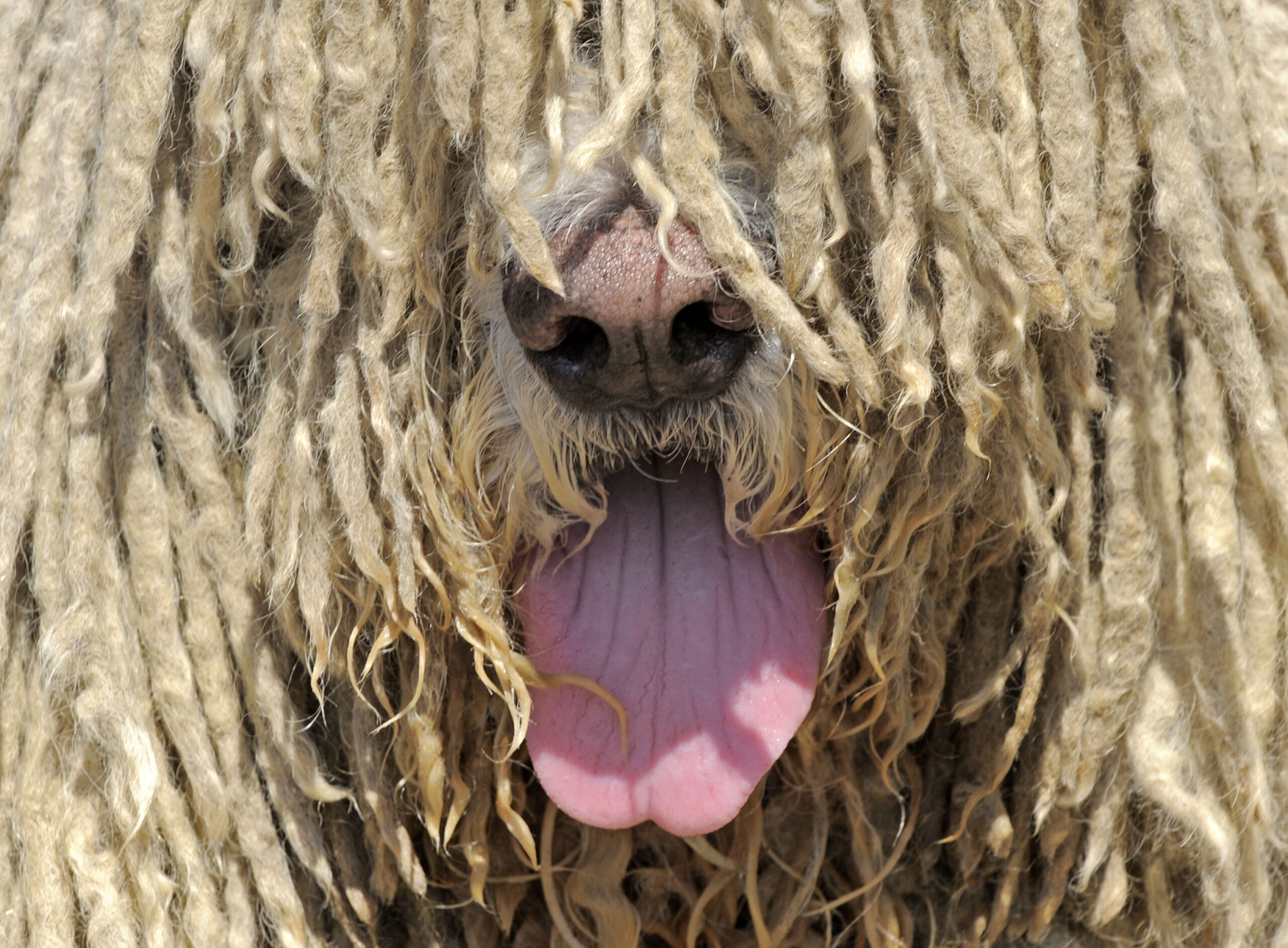 Up-close shot of face of Komondor dog