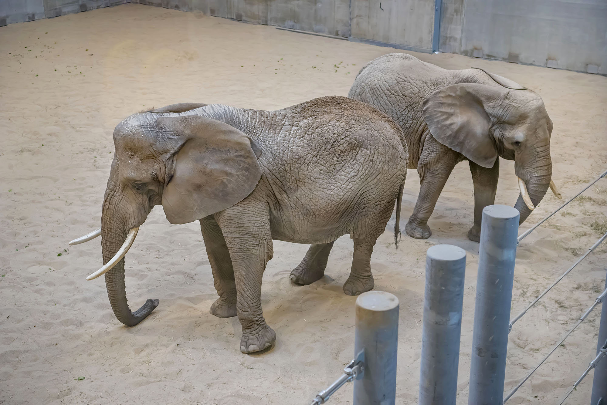 Two new elephants at the Milwaukee County Zoo