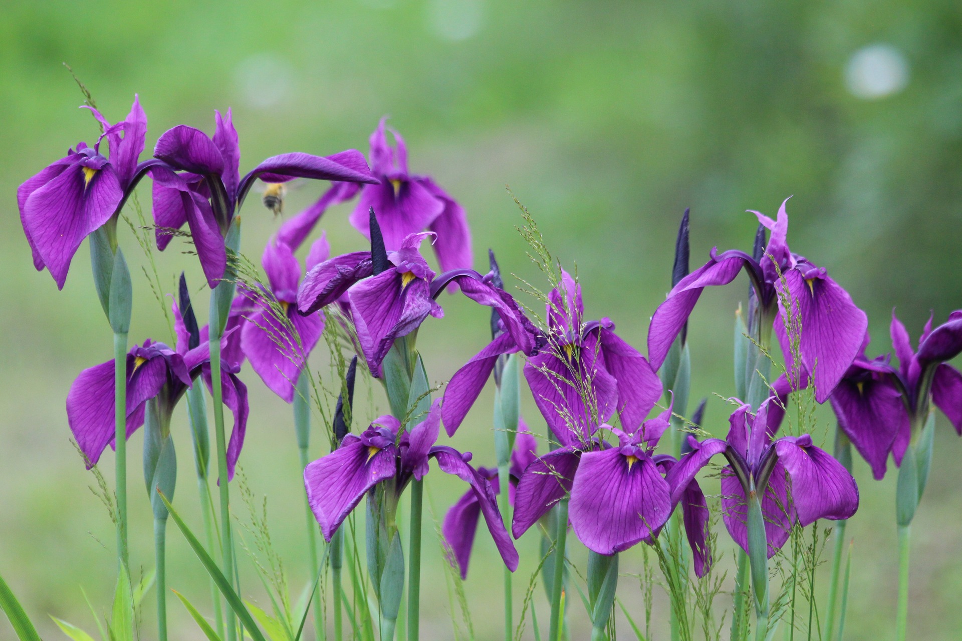 group of iris