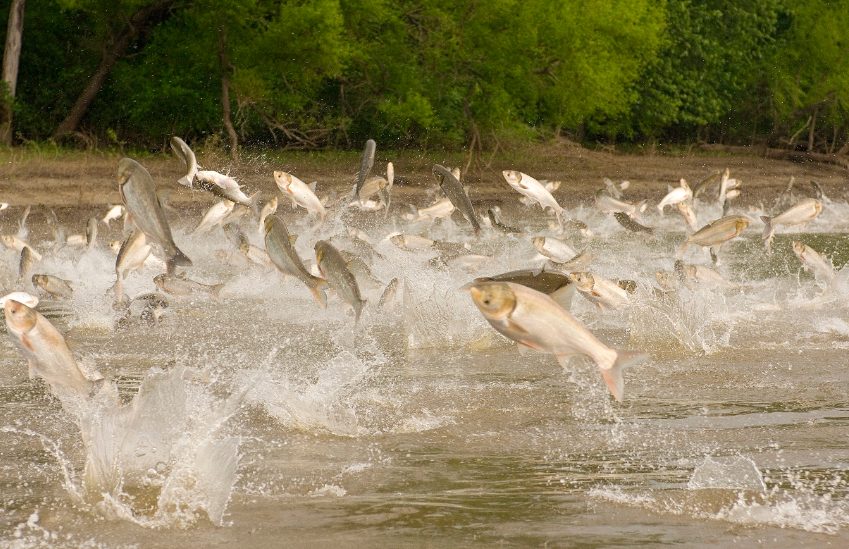 Asian carp