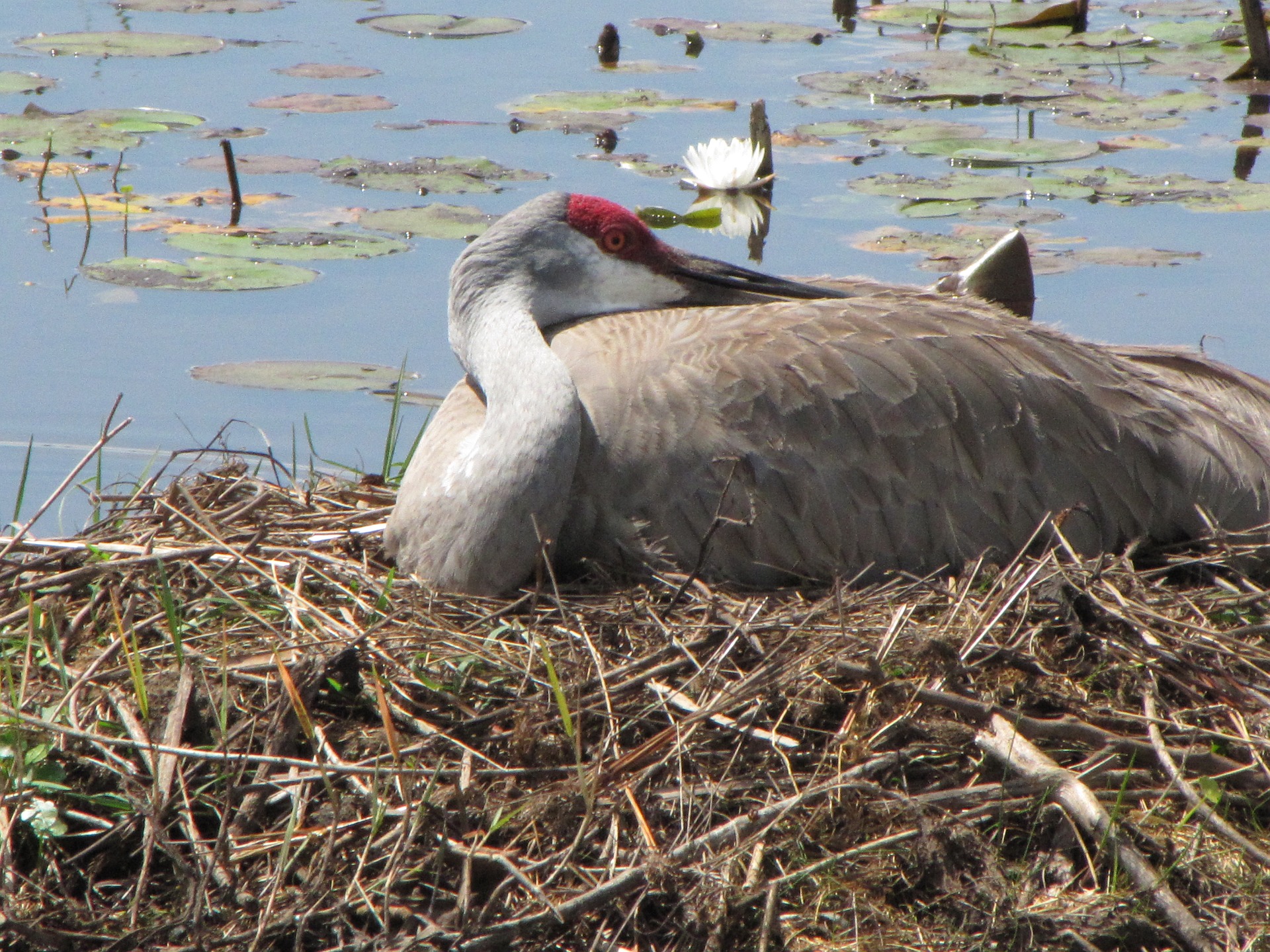 Sandhill crane on nest