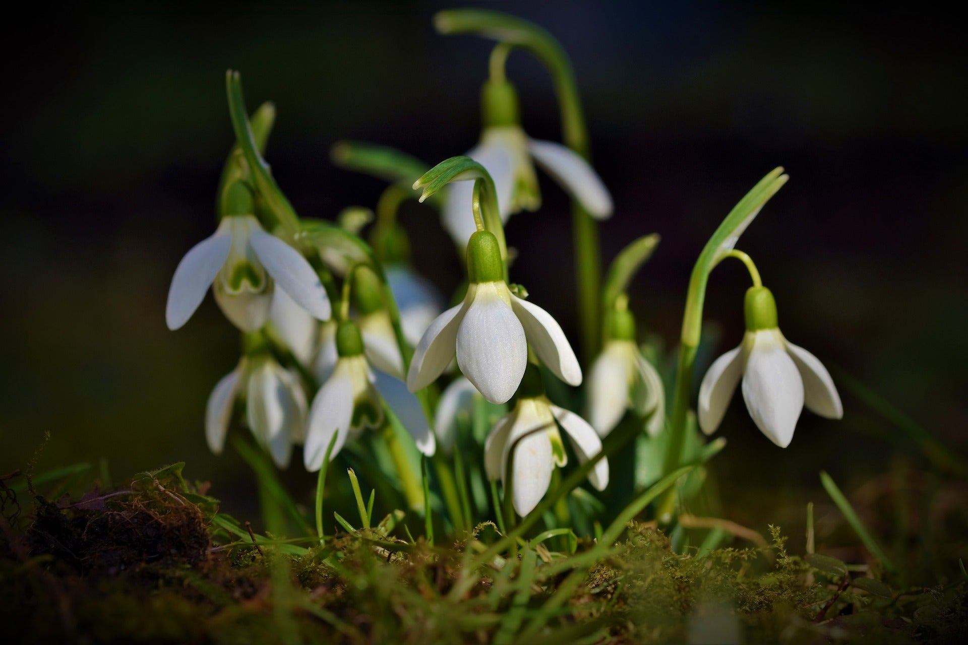 snow drops