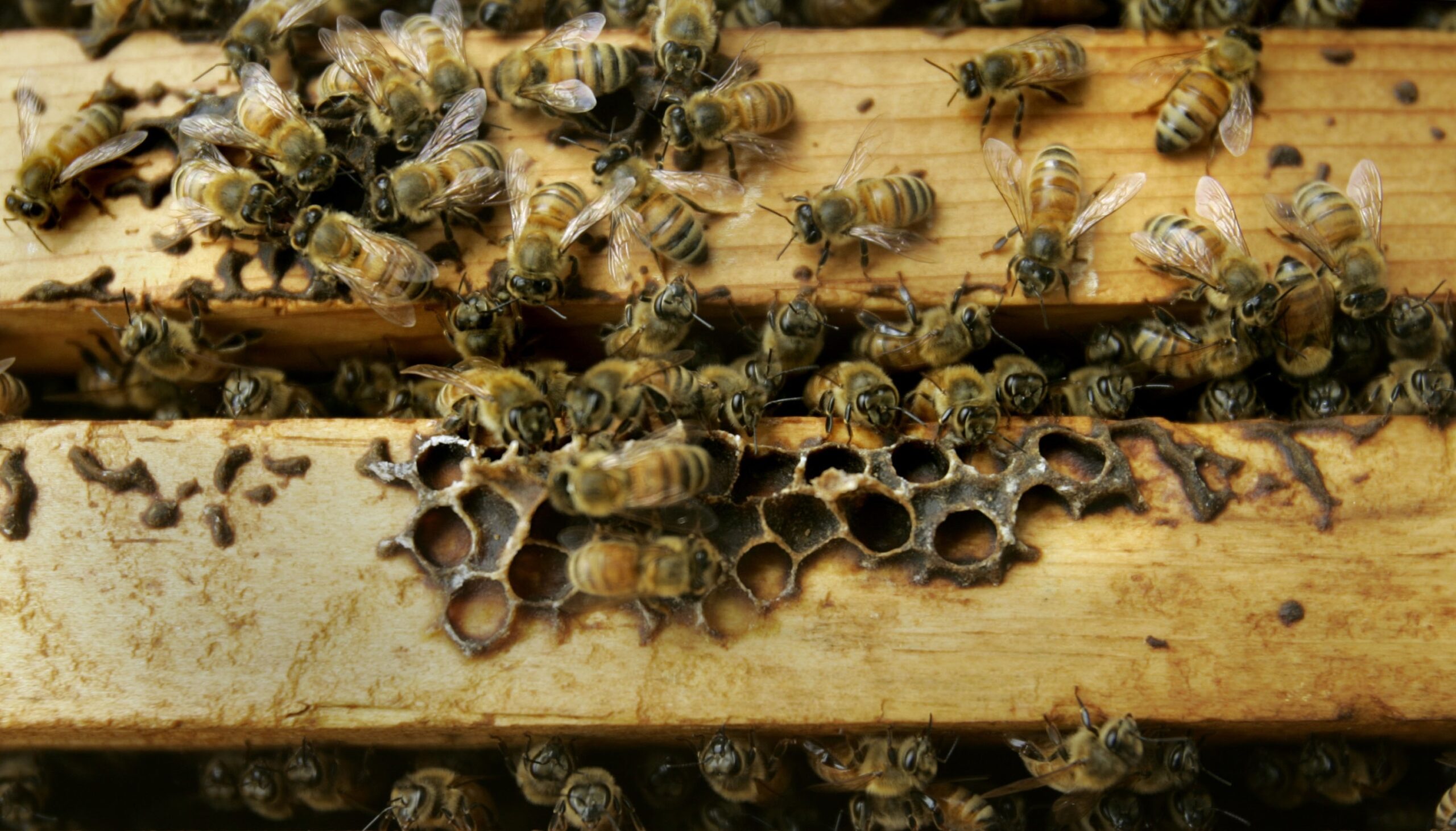 Honeybees are seen inside a colony