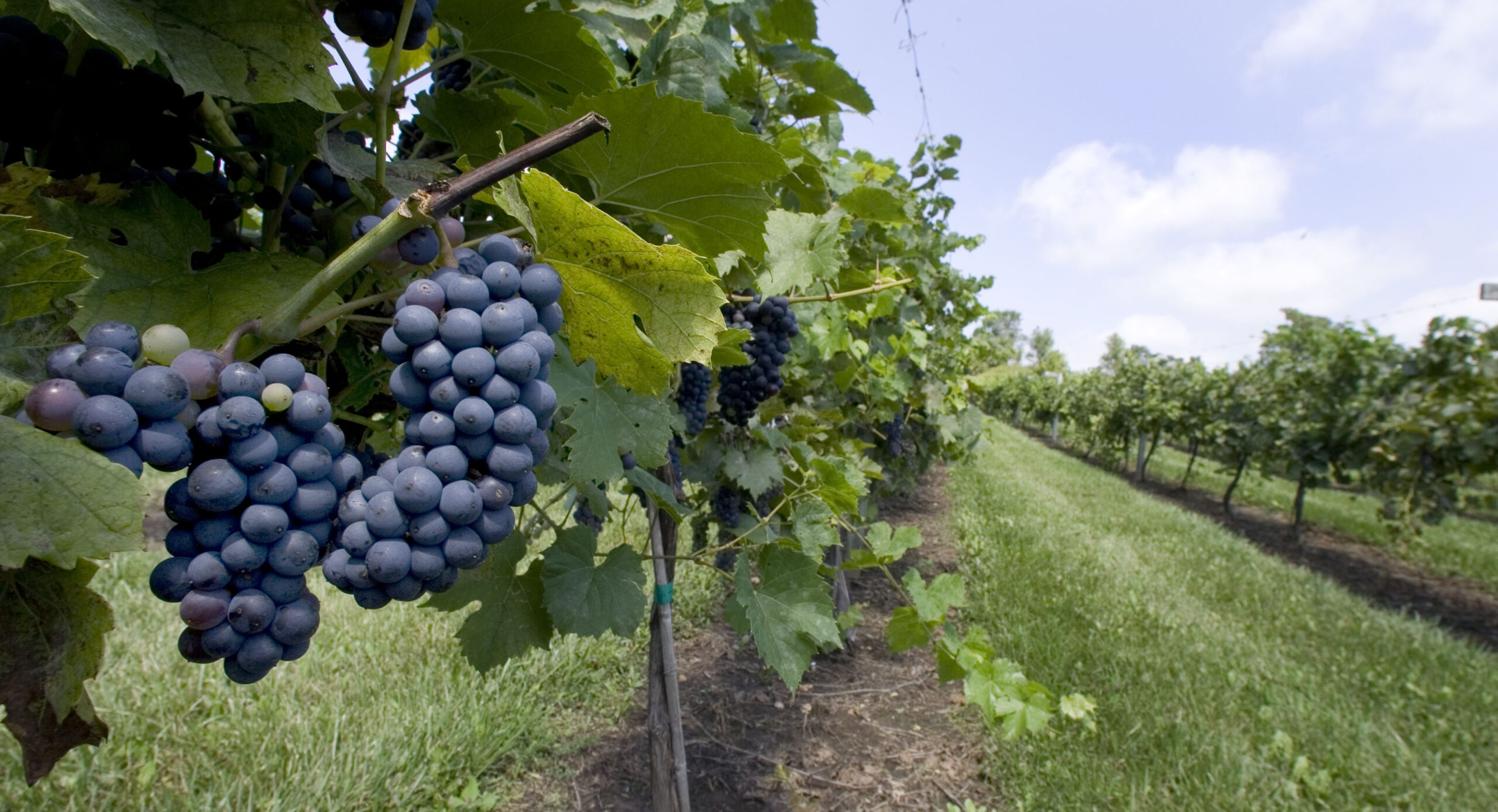 Merechal foch grapes ripen at Botham Vineyards & Winery near Barneveld, Wis