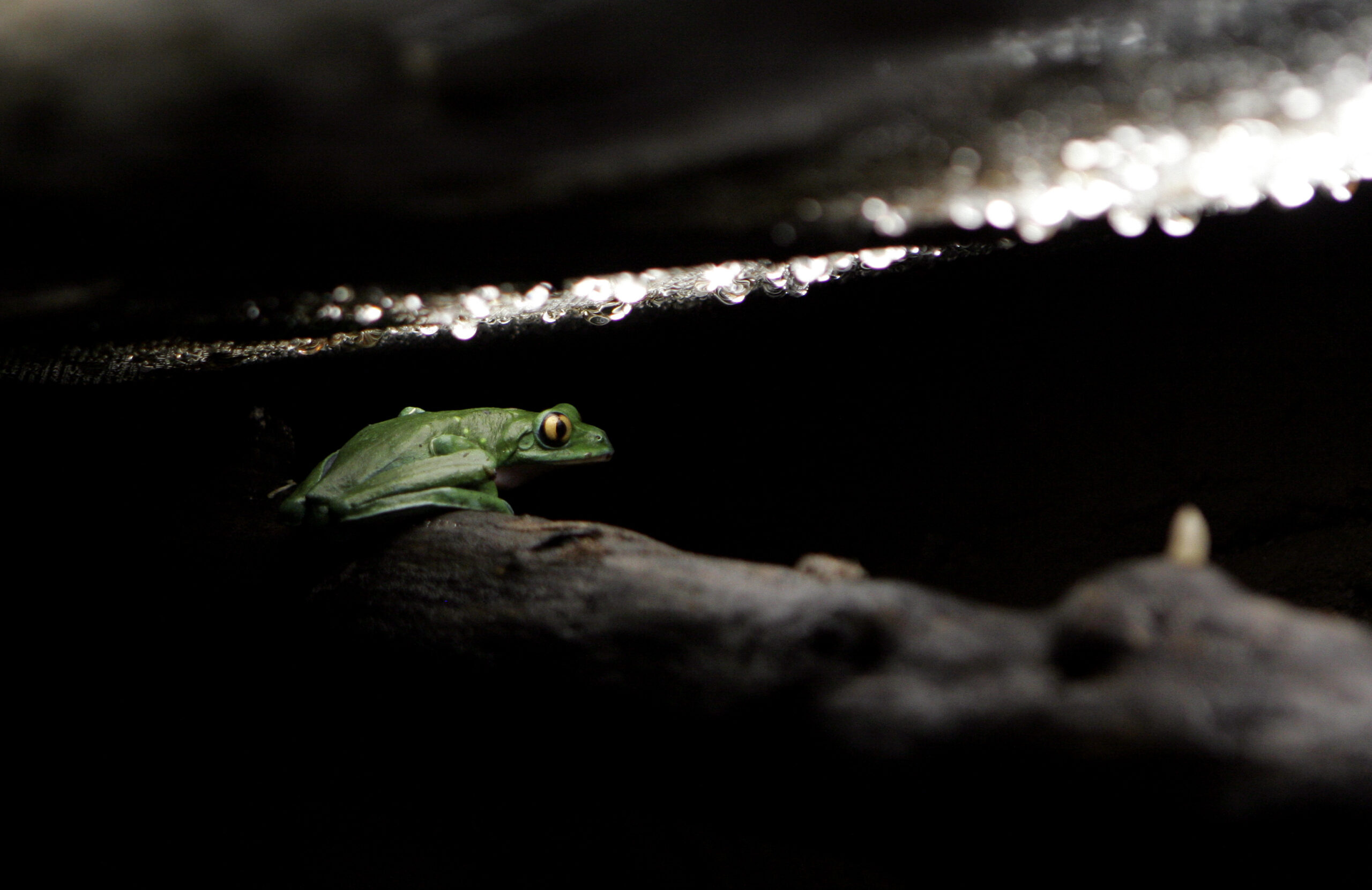Endangered Blue-Sided Leaf Frog