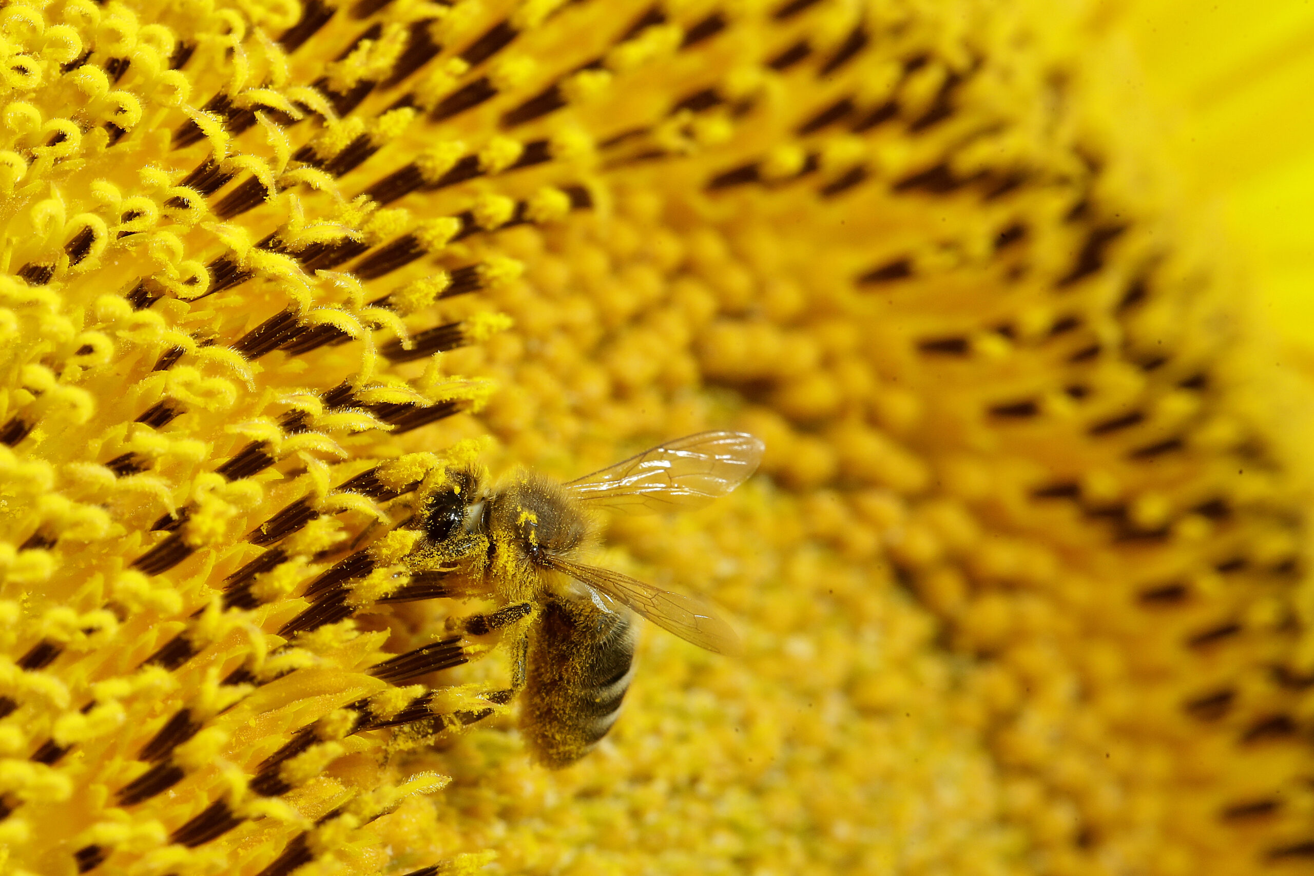 Closeup of a bee on a yellow flower