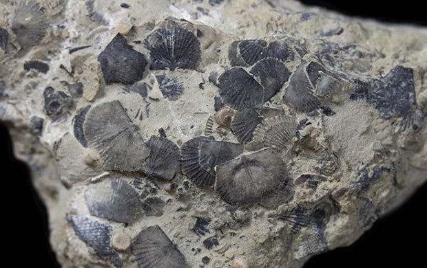 Striatochonetes, brachiopods
