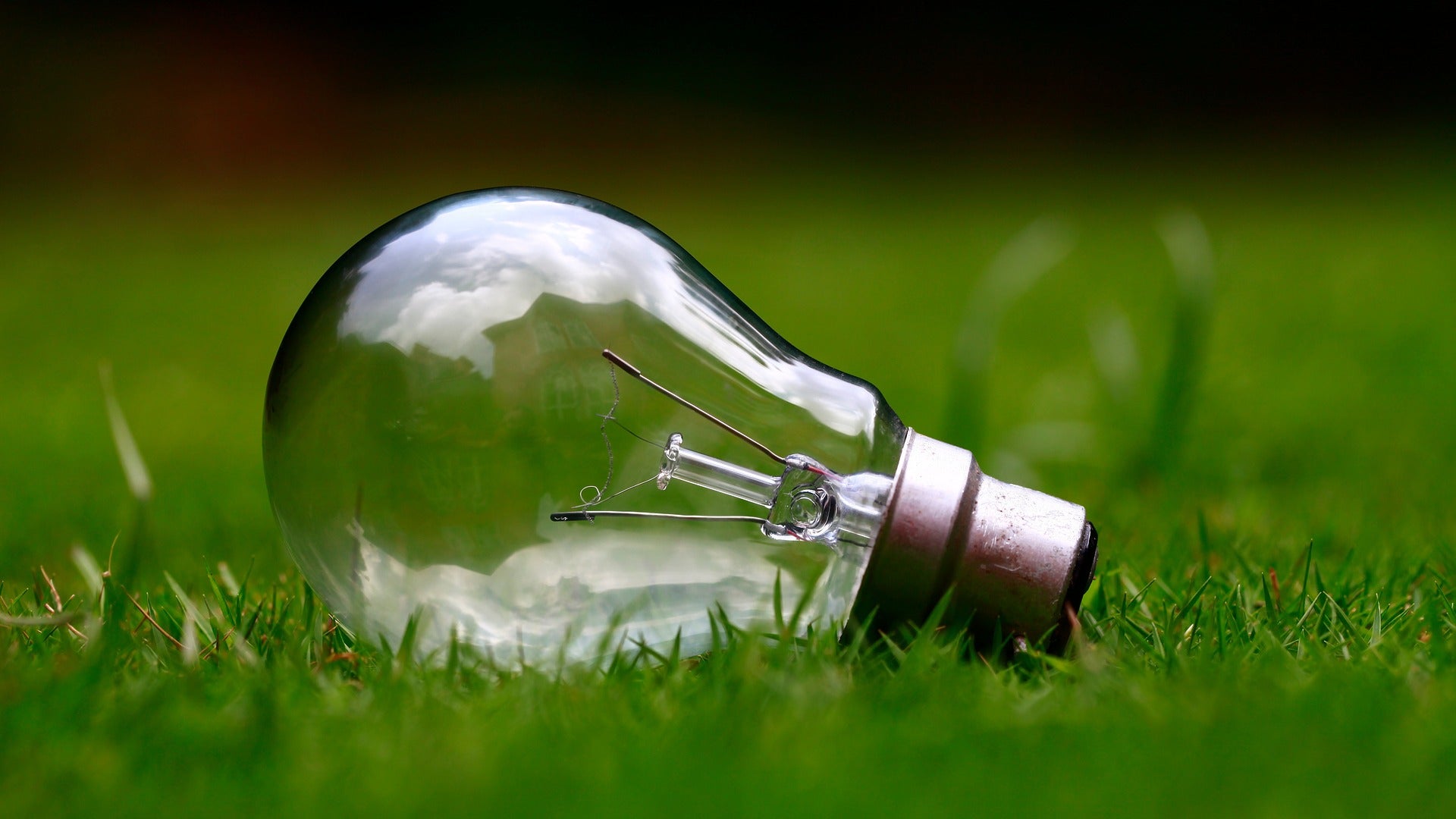 light bulb on grass