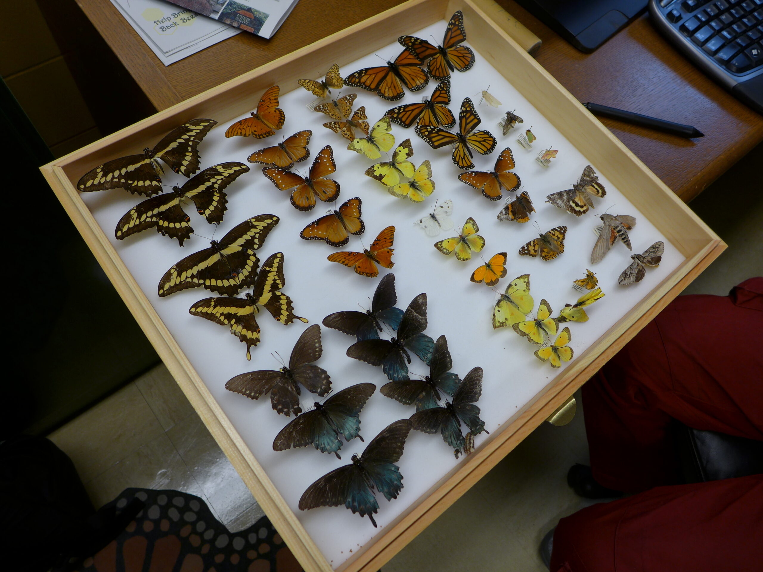 Entomologist Barrett Klein shows off his collection of monarch butterflies