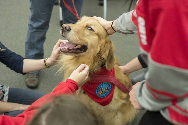 therapy dog being petted at a library