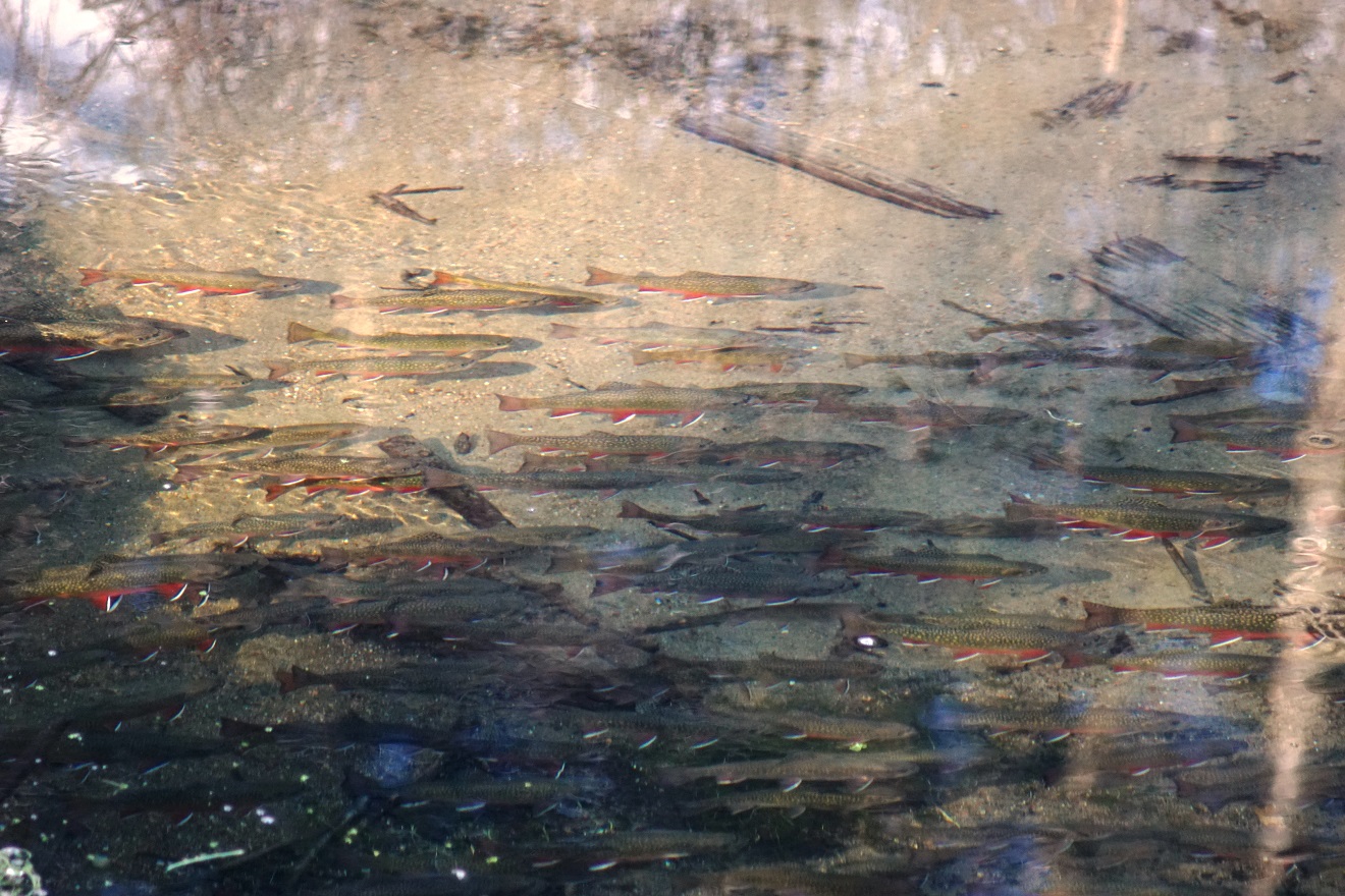Brook trout spawn