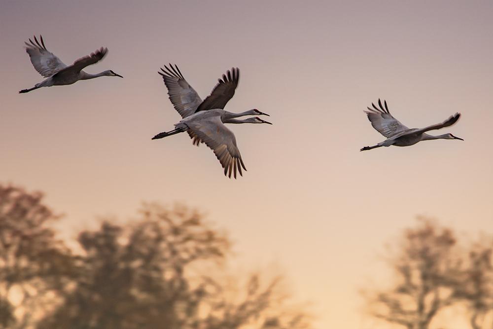 A family of cranes flying at sunset