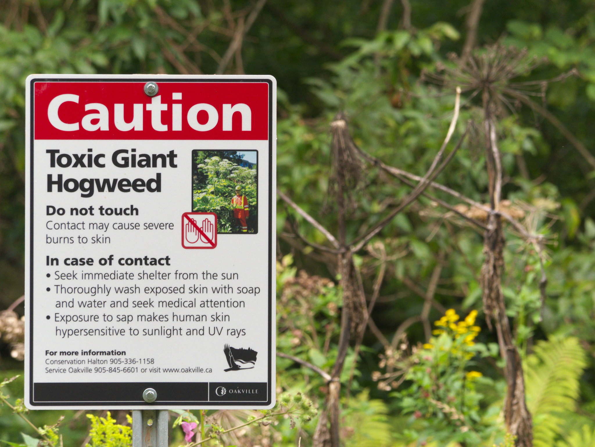 Giant hogweed with caution sign