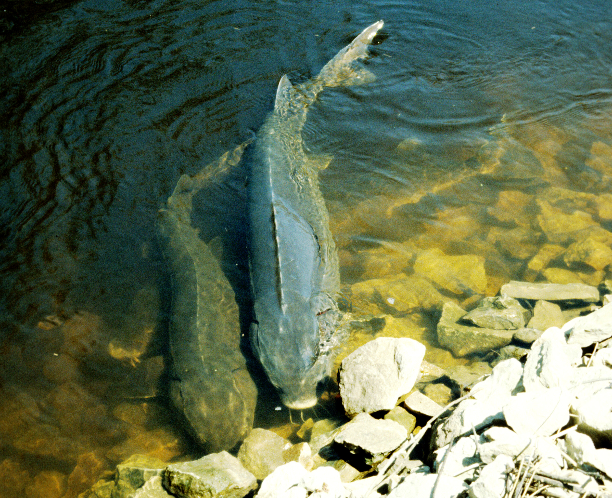 Conservation Groups Threaten Federal Suit To Protect Lake Sturgeon