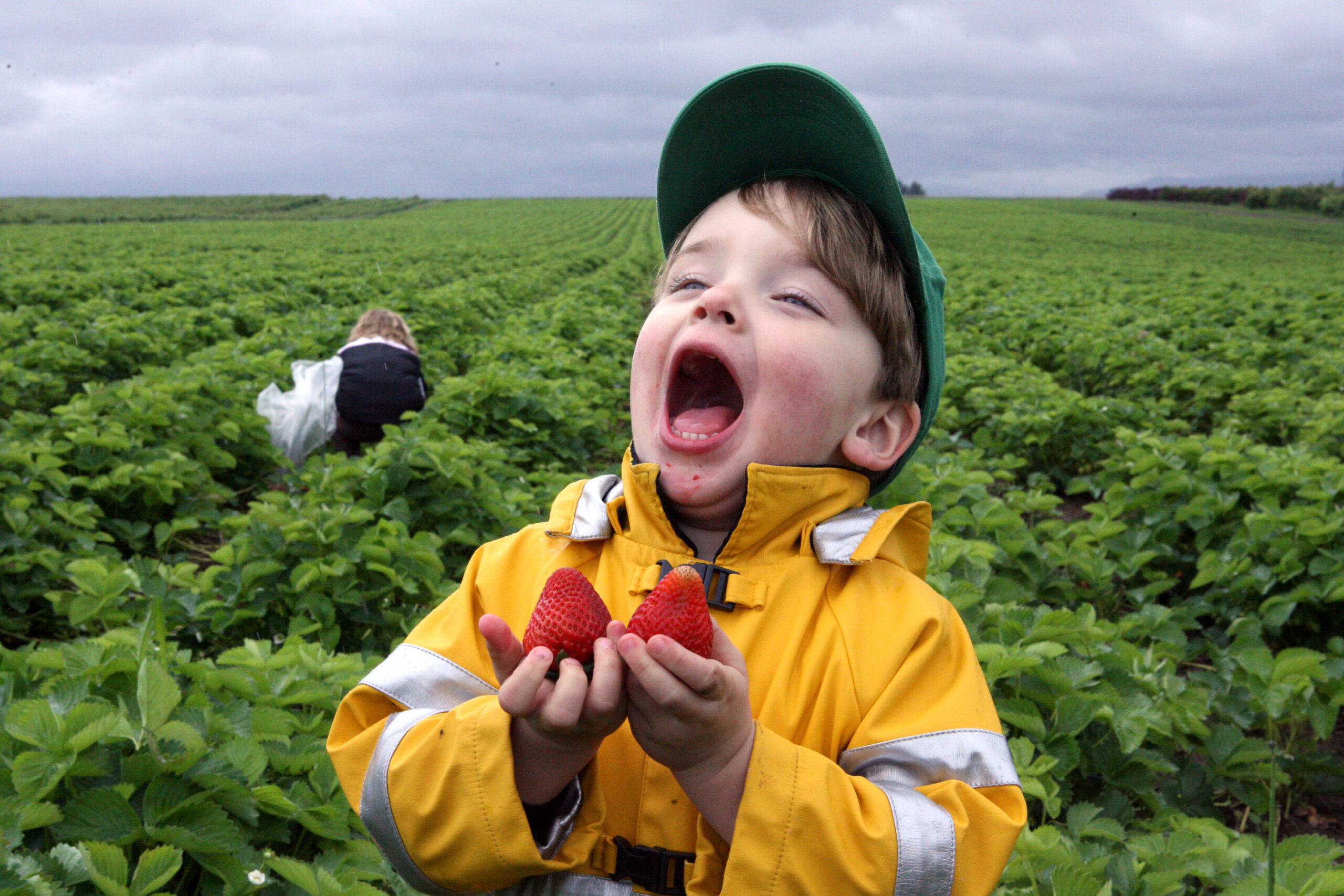 Child picking strawberries