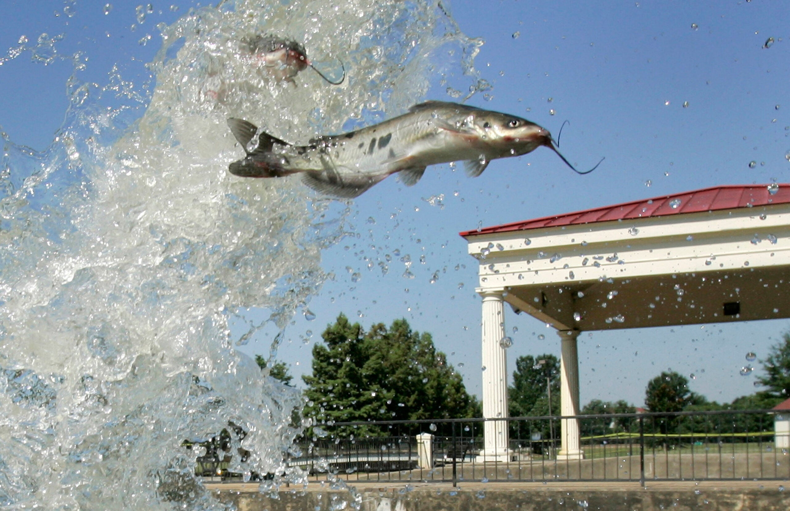 Natural Resources Board Signs Off On Catfish Seasons, Bag Limits WPR