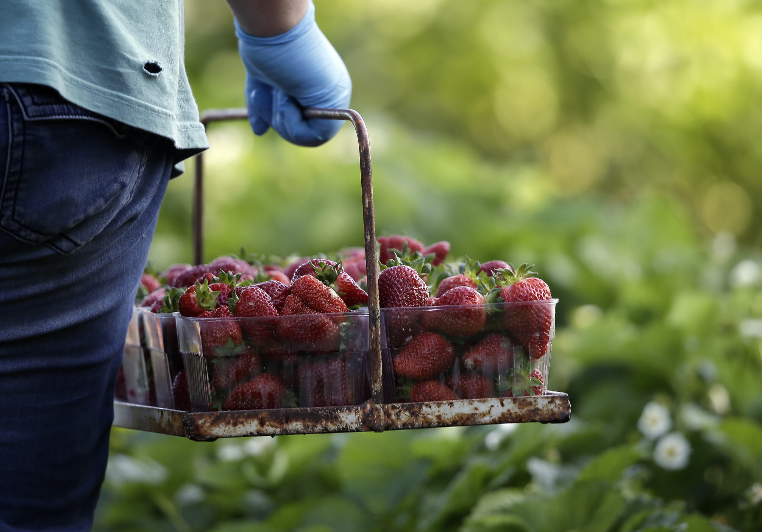 strawberry season, picking, bucket