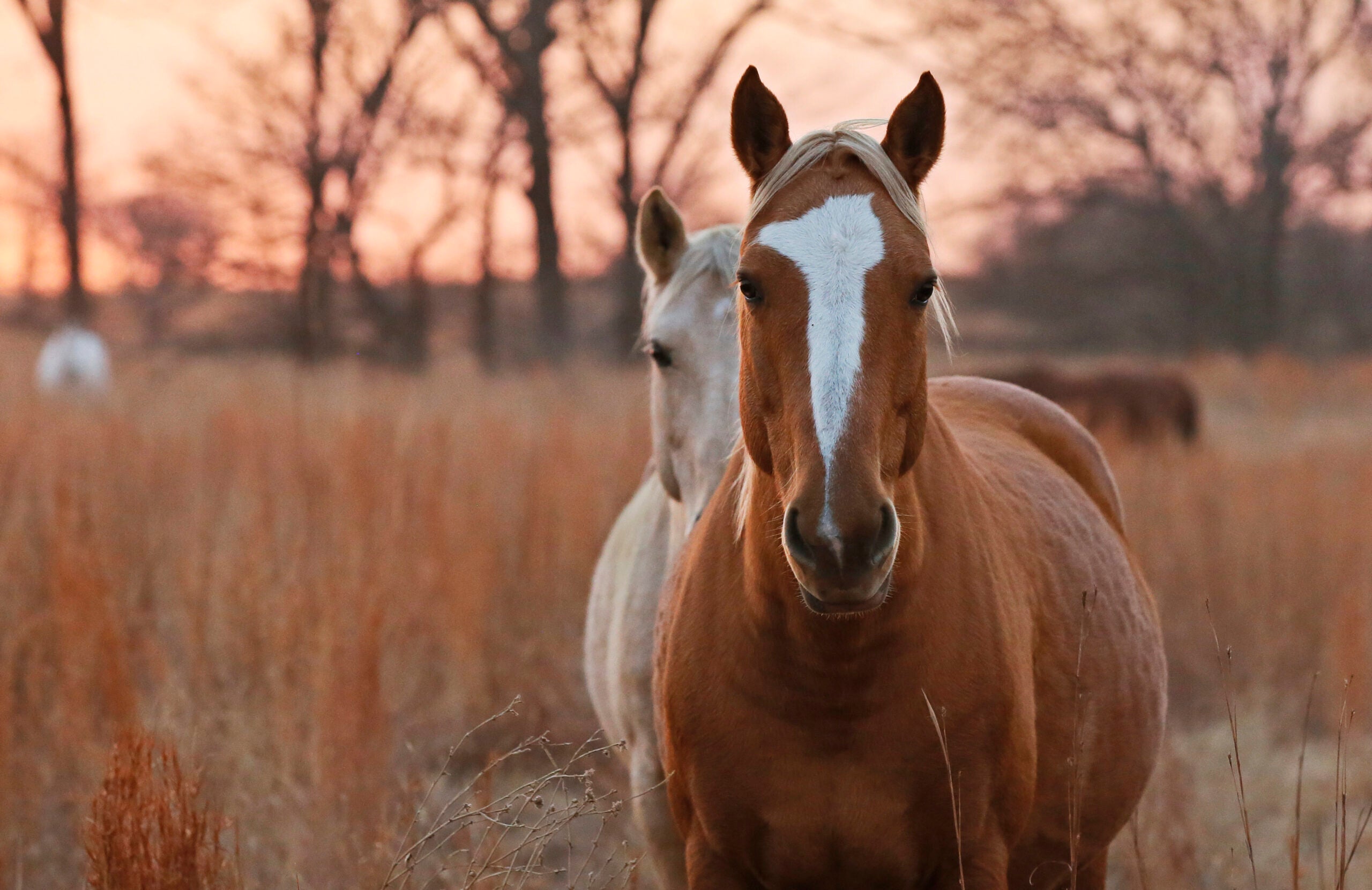 wild horses, mustangs, bureau of land management