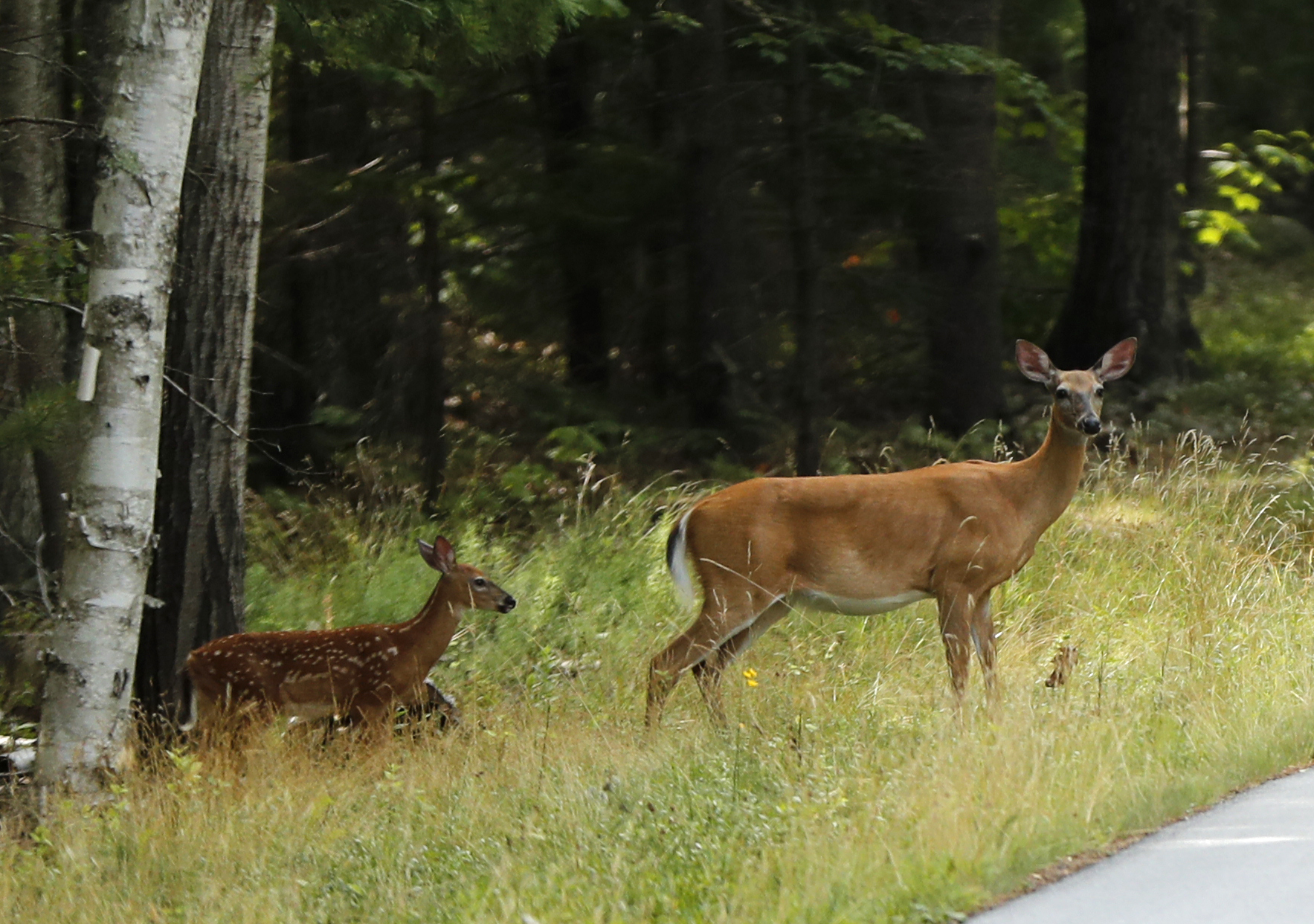 a doe and two fawns