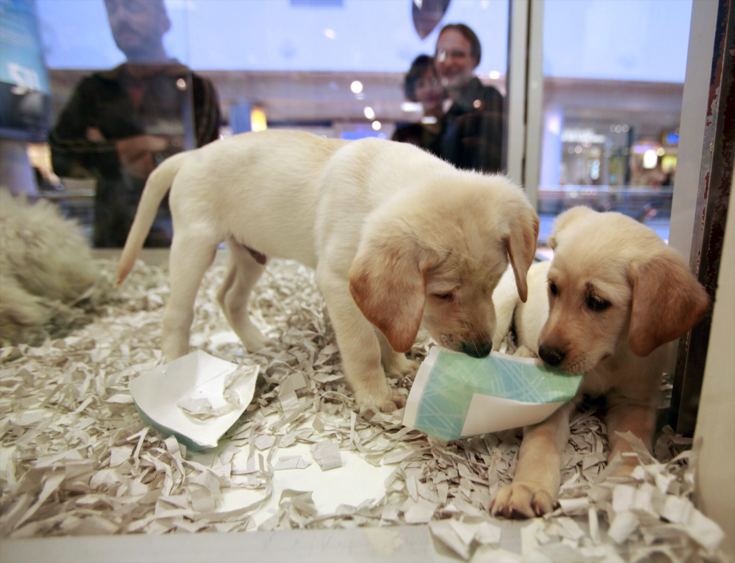 window shoppers look at a pair of Labrador puppies at a pet store