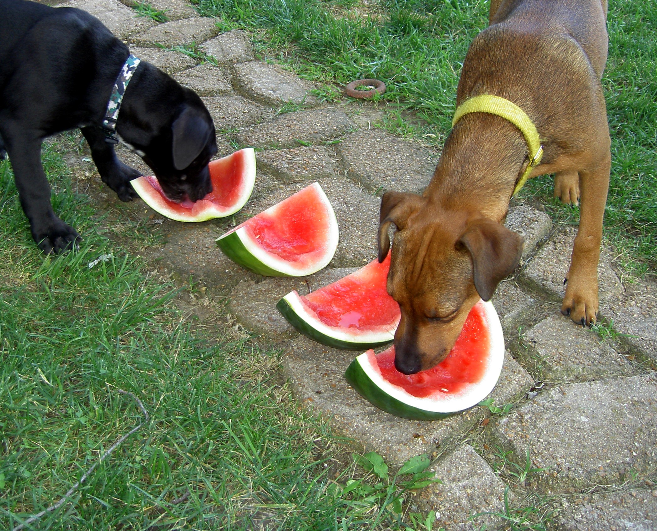 Two furry friends sharing a watermelon