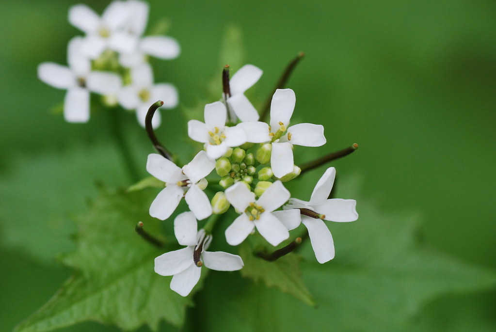 Garlic mustard, invasive species