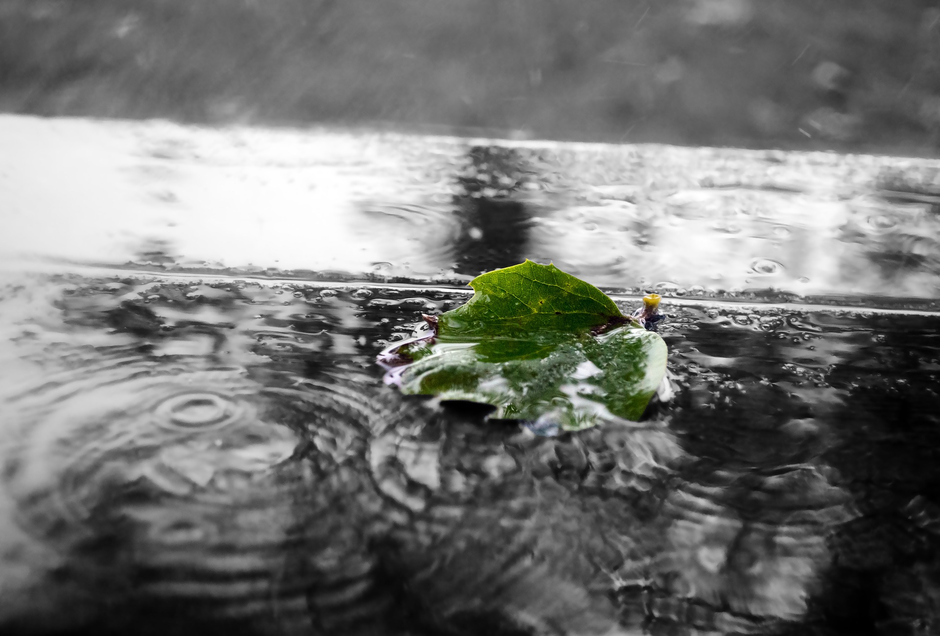 green leaf on rainy street