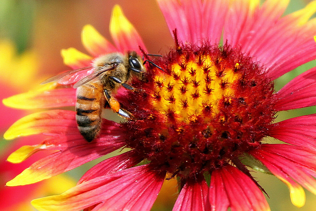 Scientists Make Suggestions To Restore Dwindling Bee Population