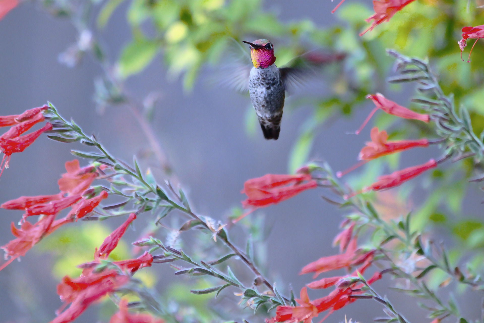 humming bird in flight in garden