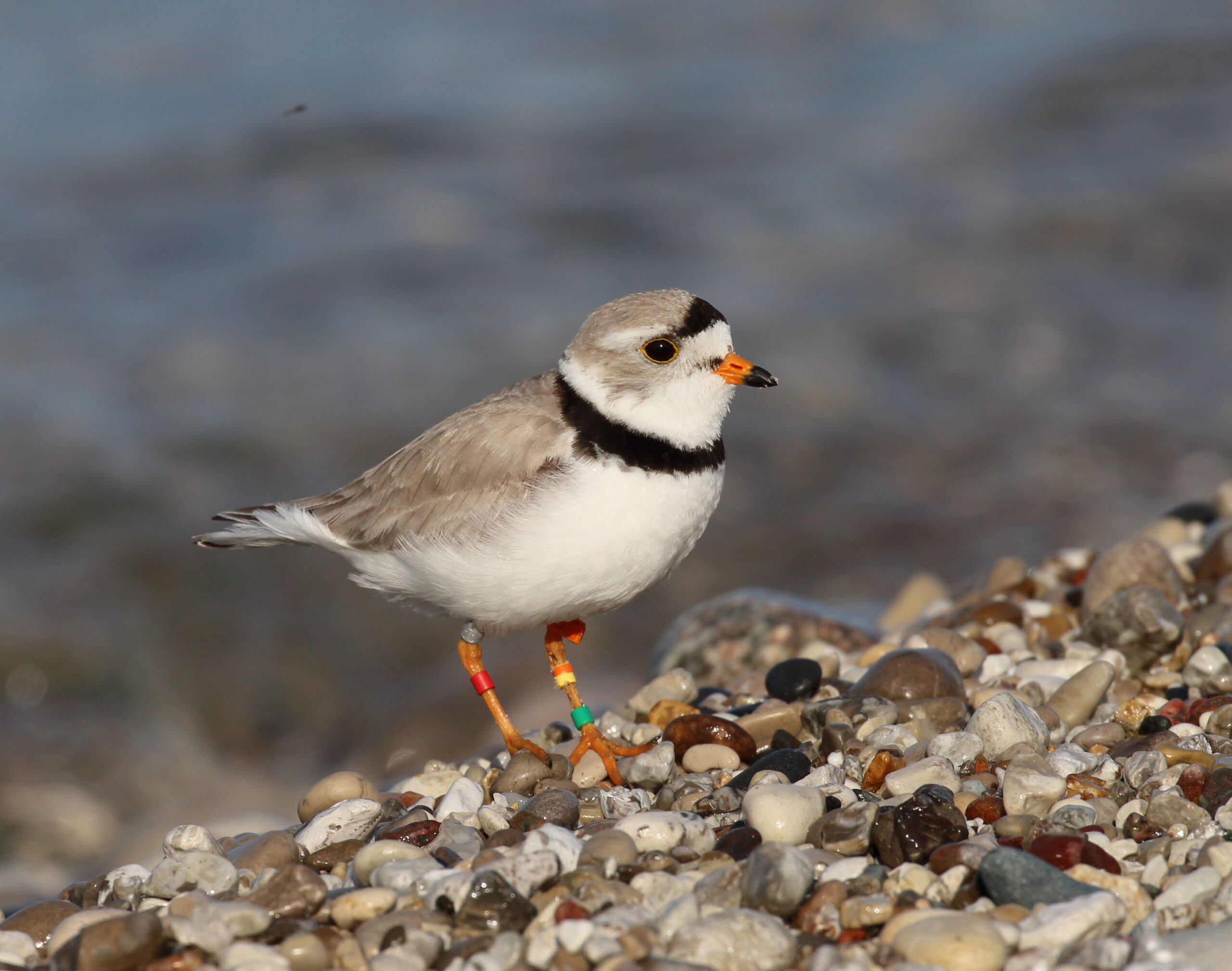 piping plovers