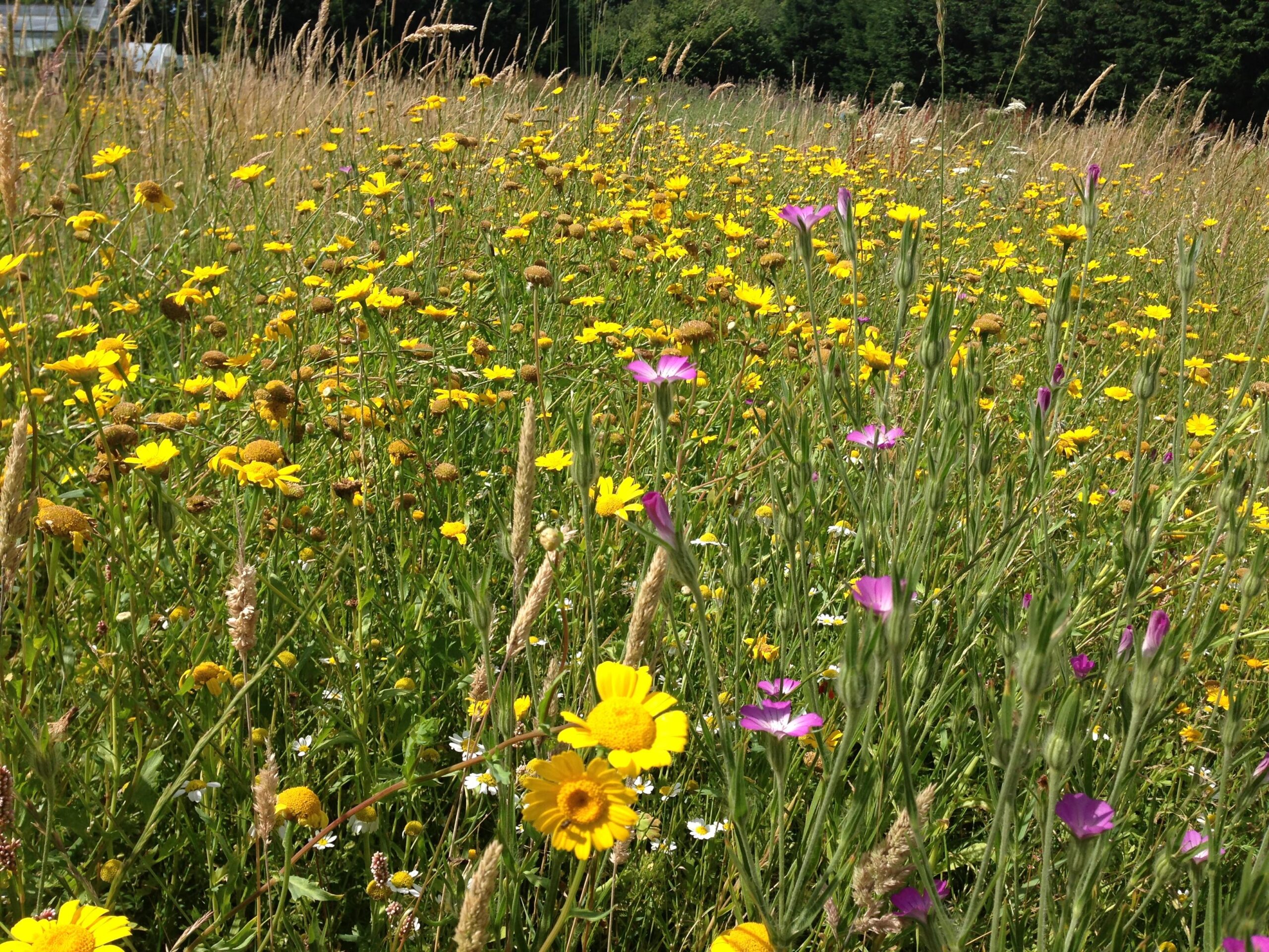 A burst of wildflowers in a summer meadow