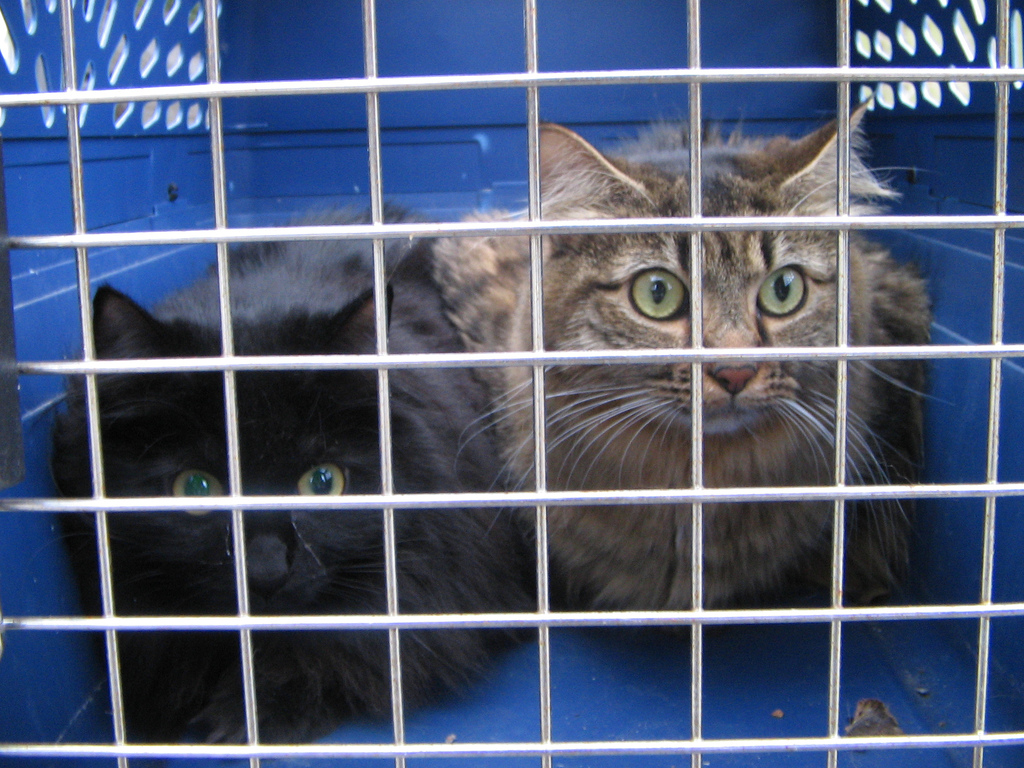 cats in carrier