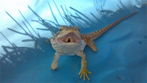 Stubs, bearded dragon