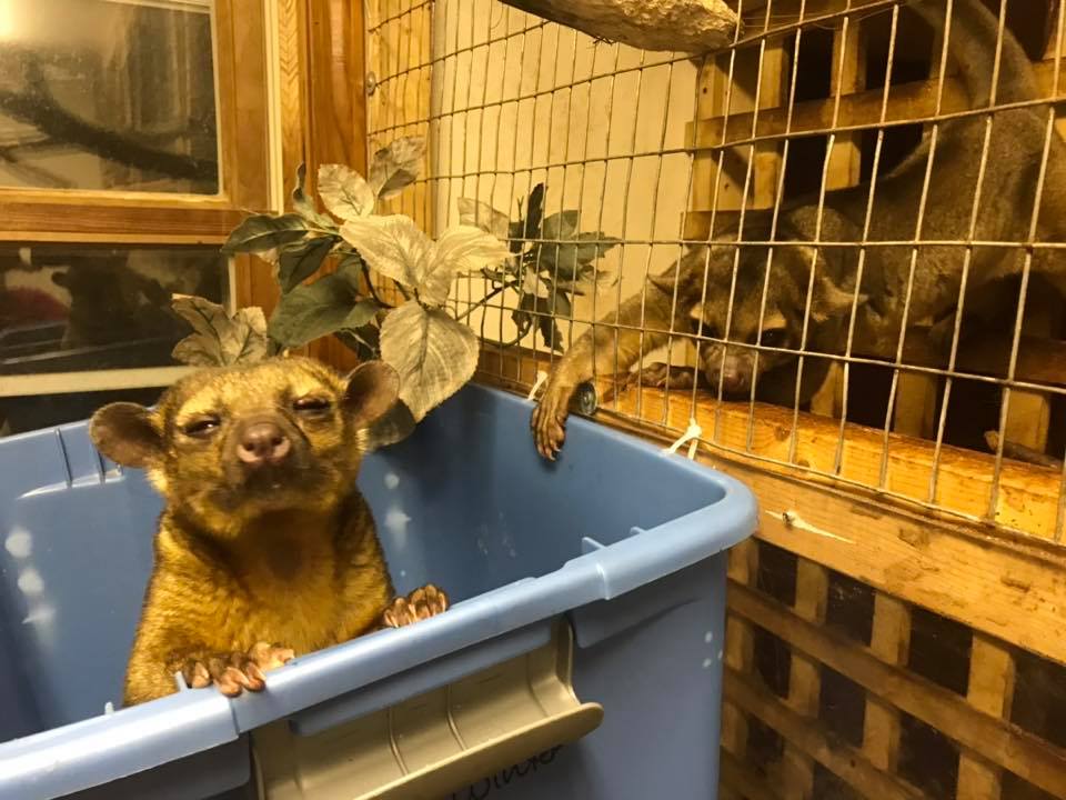 kinkajou, Kingdom Animalia Exotic Animal Rescue