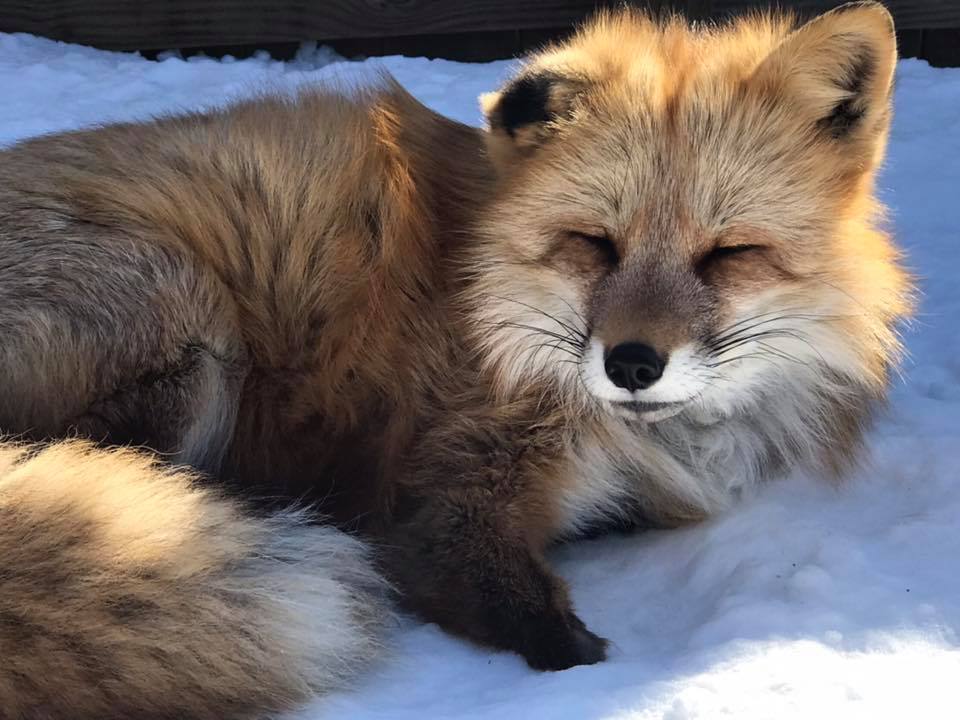 Fox, Kingdom Animalia Exotic Animal Rescue