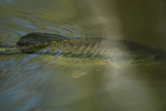 Study: Wisconsin Fish Die-Offs Expected To Rise, Largely Due To Climate Changes